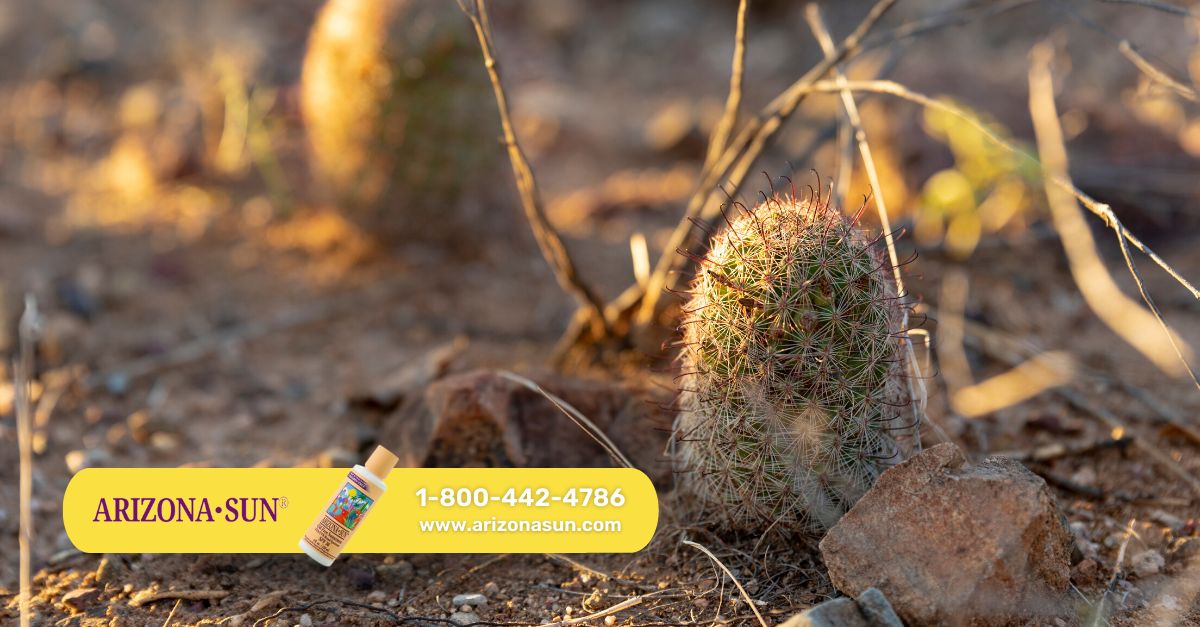 saguaro cactus seeds