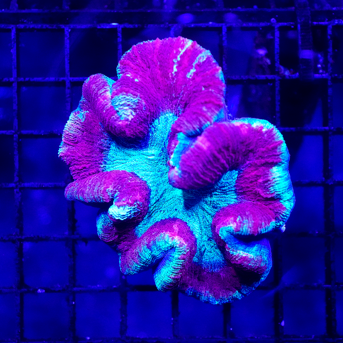 Red Brain Coral
