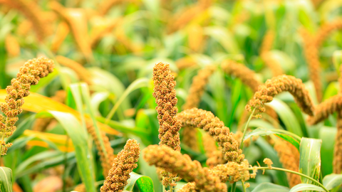 Improve Health Benefits of Millet