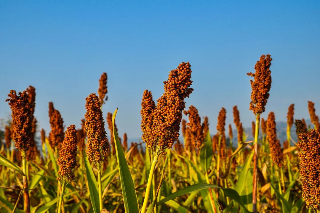 Millets