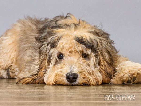 Photograph of Cockerpoo puppy