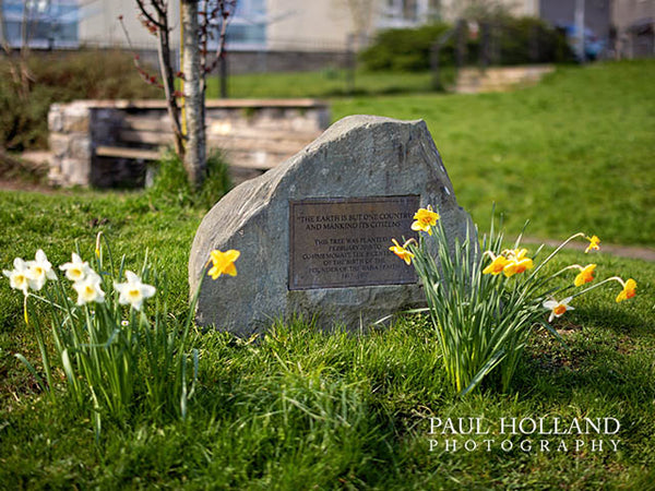 Image shows a small stone monument surrounded by daffodils