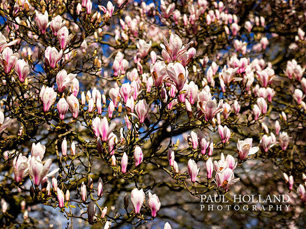 Image shows Magnolias