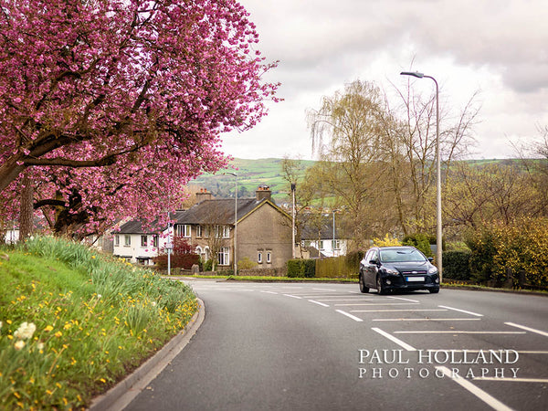 Colour image shows a road with cherry blossom to the left