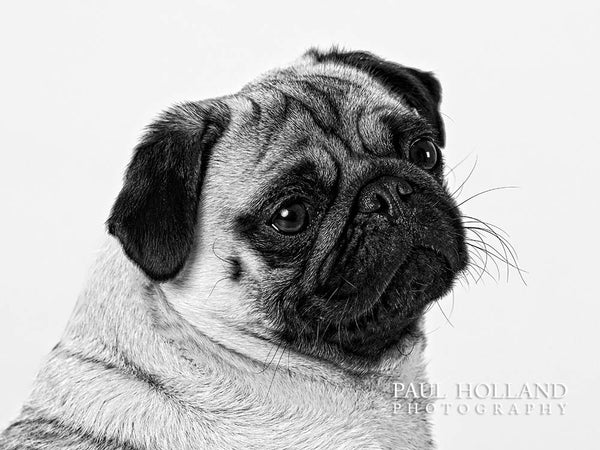 Black and white photo of a Pug dog