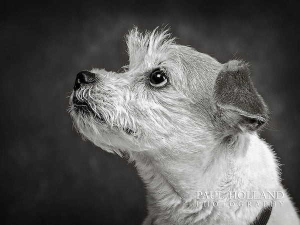 Black and white photograph of a Jack Russell Shih Tzu cross breed dog