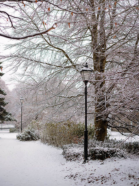 Image shows a pathway, trees and victorian lamp post covered in snow