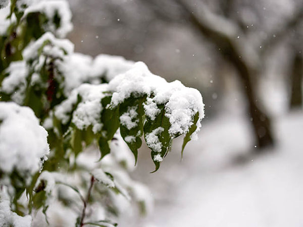 Image shows a close up of thick snow on a tree