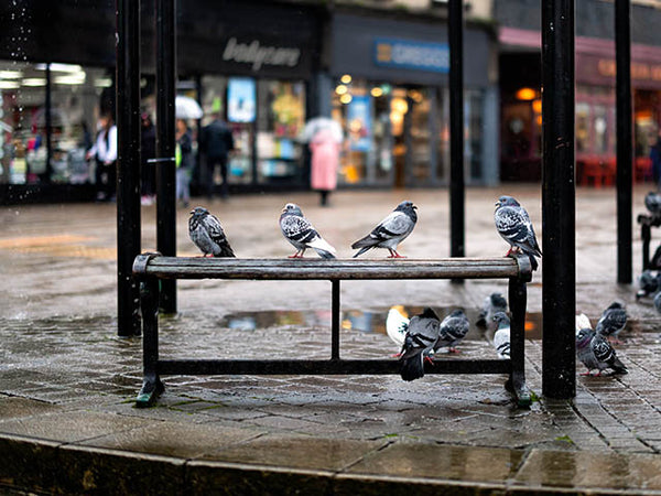 Image shows pigeons on a bench seat sheltering from the rain