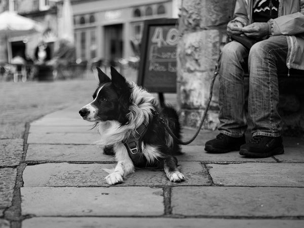 Black and white image showing a border collie dog lying down