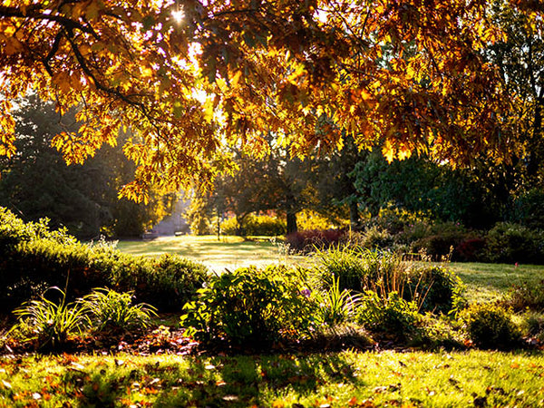 Sunlight through the leaves of Abbot Hall Park © Paul Holland