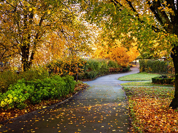 Image shows a parkland path with autumnal trees on either side