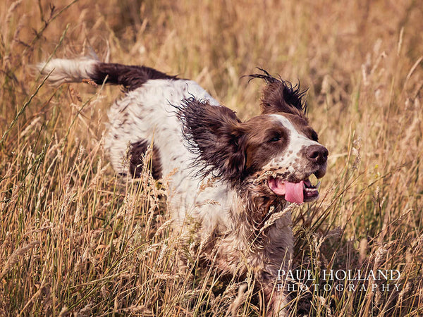 Photograph showing a Cocker Spaniel dog running through long grass