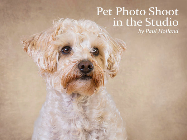 A dog studio portrait by Paul Holland