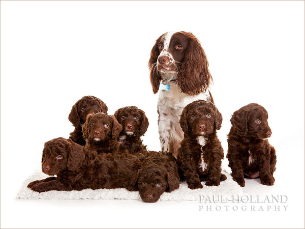 Photo by Paul Holland showing seven Sprockerpoo puppies with mum