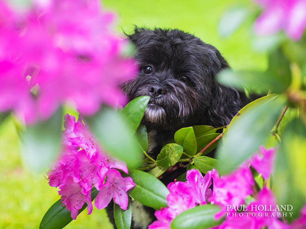 Photograph of Winnie, a Shih Poo dog, sitting amongst bright pink flowers