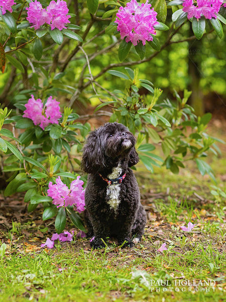 Photograph of Winnie sitting next to a bush of pink flowers