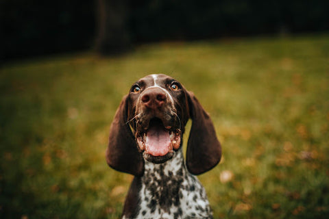 Happy long-eared dog with mouth opened. 