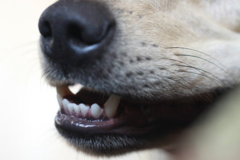 Close-up of a dog’s mouth showing its teeth. 