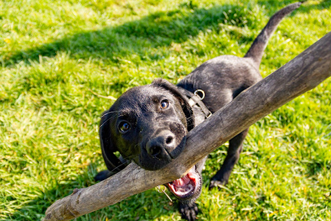 black labrador playfully holding a giant stick in a field of grass