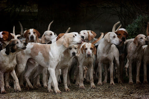 A pack of around 20-30 hound dogs.