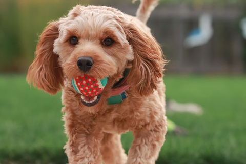  dog with a ball