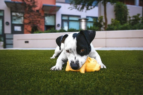 Dog with yellow chew toy