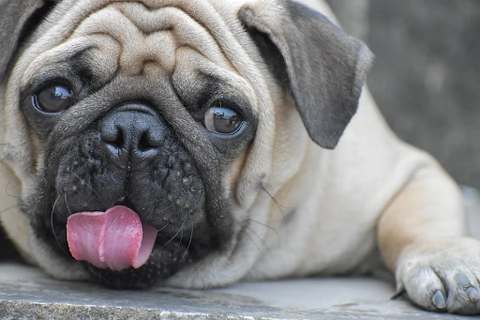 A happy Pug sticking its tongue out