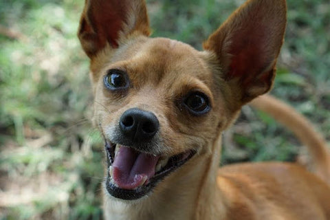 Chihuahua smiling