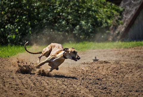 A greyhound running on a track.