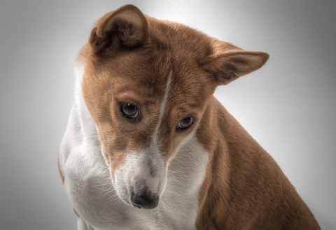 curious basenji tilting its head against a white and gray backdrop