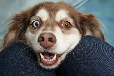 A happy dog with his head in his owner’s lap