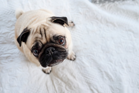 pug sitting on a bed and looking up at the viewer