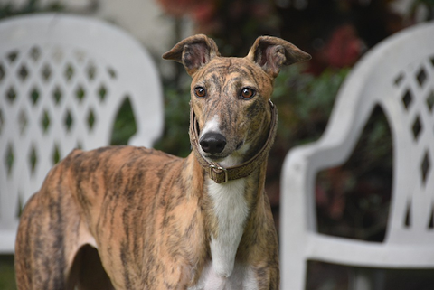 brindle greyhound standing outside surrounded by white lawn chairs