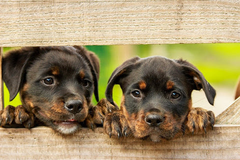 Two farm puppies hang out on the fence.