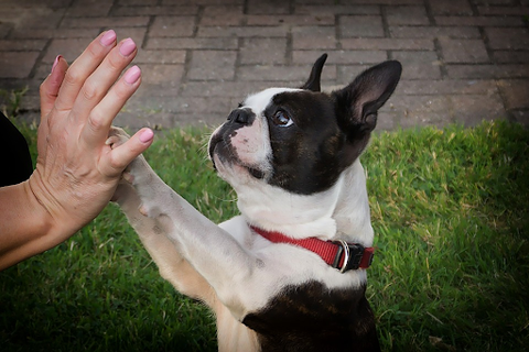 A Boston Terrier giving his human a high five
