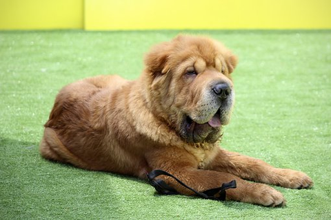 older shar pei laying on a green carpet against a yellow wall