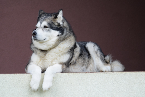 black, gray, and white malamute resting on a white wall