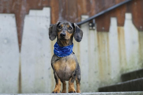 Dachshund standing up and attentive