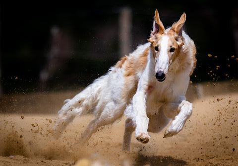 A borzoi running in dirt