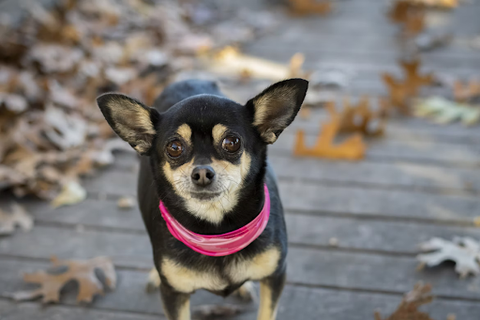 small dog with pink collar