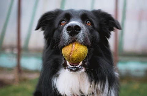 Dog with yellow ball