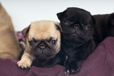 Two tiny Pug puppies - a brown one and a black one.  