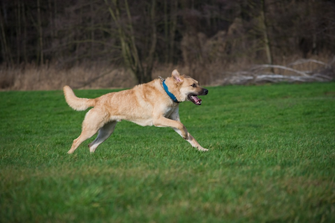 yellow tan dog running swiftly through a field of grass