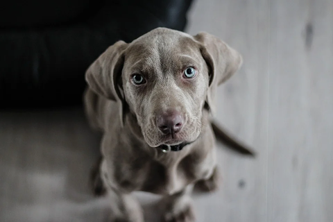 A puppy looking at the camera