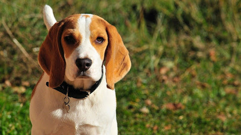 Beagles are inquisitive dogs bred to hunt in packs.