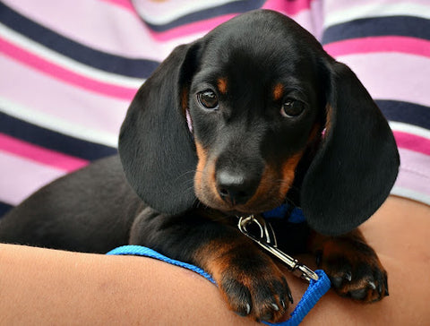 A small Dachshund puppy on his owner’s arm. 