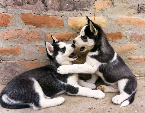 Two Husky puppies play fighting. 