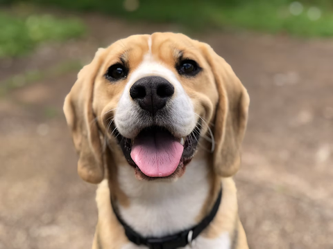 A happy dog with its tongue sticking out, ready to lick any wounds its owner may have.