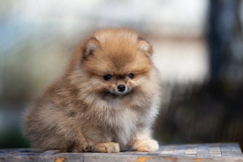 Pomeranian puppy.  